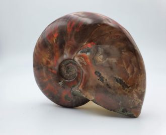 Ammonites opalisées  (rare)